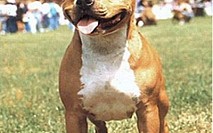 American Sraffordshire Terrier 3
